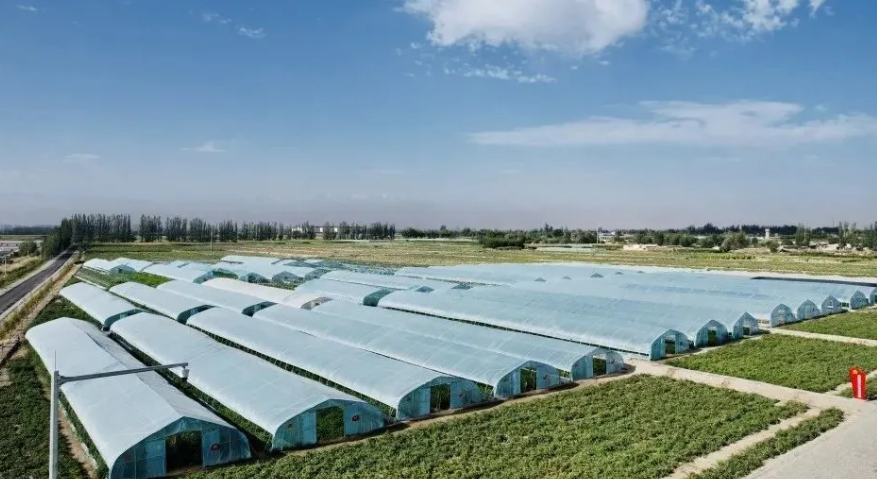 农业品牌标准建设正当其时